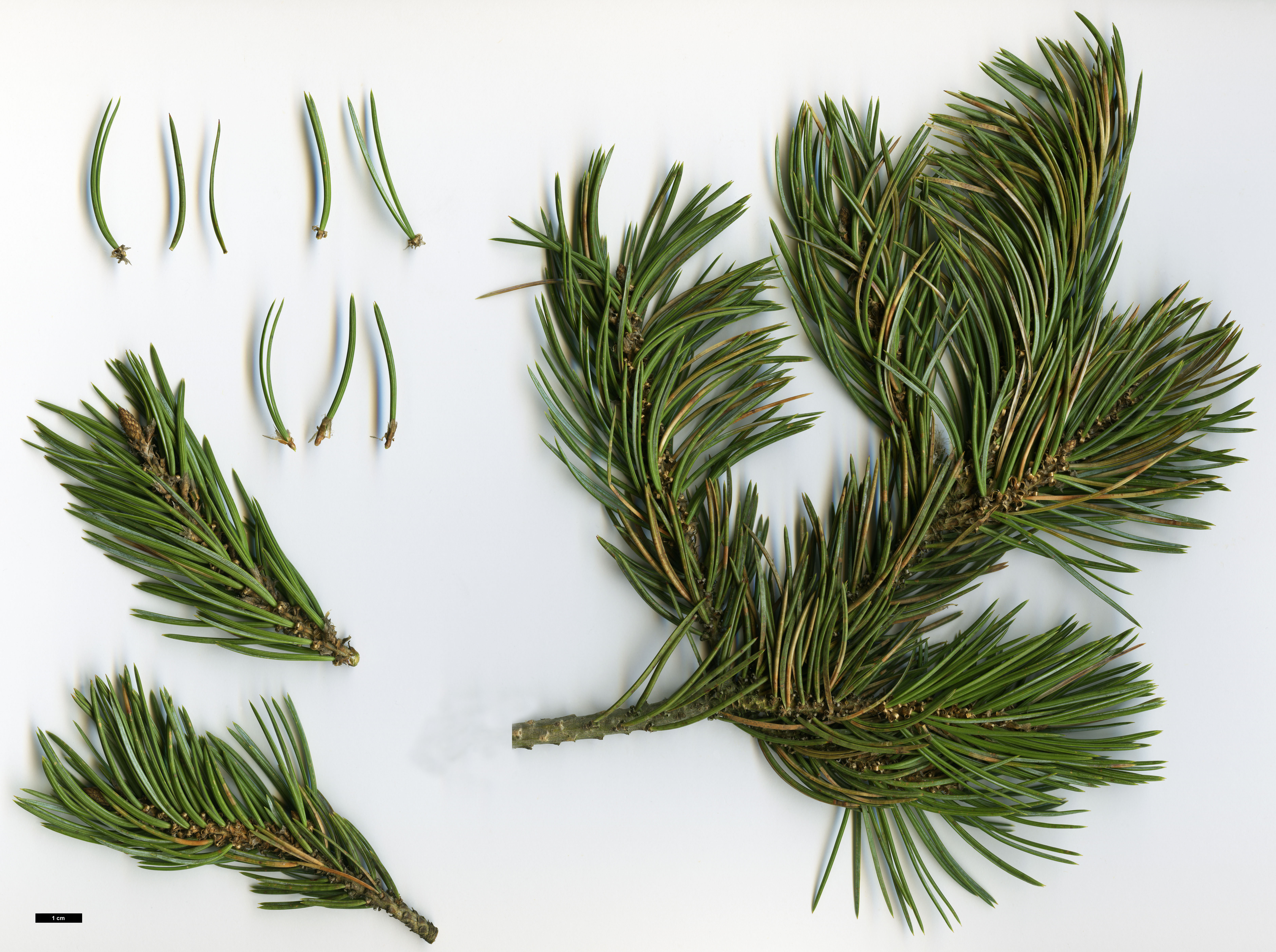 High resolution image: Family: Pinaceae - Genus: Pinus - Taxon: edulis